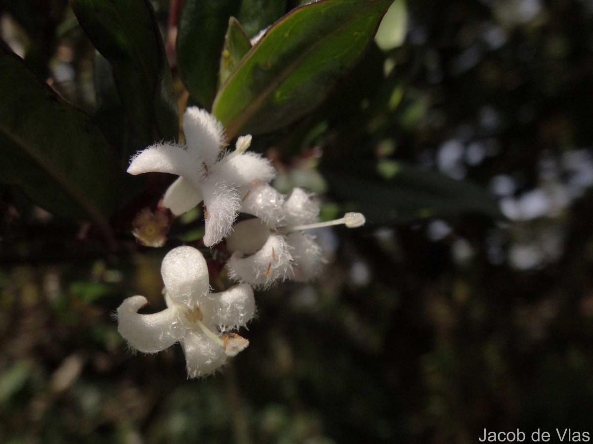 Hedyotis trimenii var. trimenii Deb & Ratna Dutta